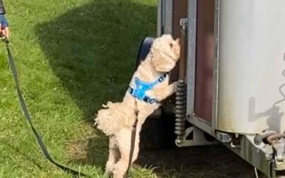 What is Canine Scent Work all About?