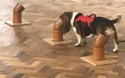 The Importance of Good Scent Work Handling Skills