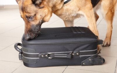 Top Five Reasons to Engage in Dog Scent Work