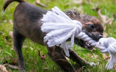 Is Your Dog Hyper? & Will Not Settle In The Evenings ?