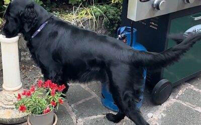 How Scentwork Is Helping Me Through The Grieving Process
