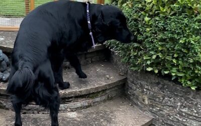 Training with Truffle Oil – The Tricky Stinky Odour – Part Two