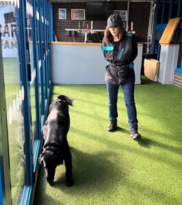 dog training courses online scentwork