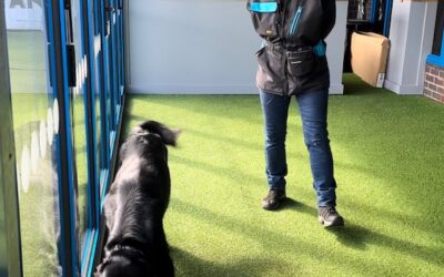 Scent Detection Dog Training – The Common Pitfalls (Handler Body Languages)
