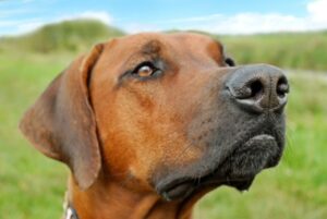 scentwork online dog training courses