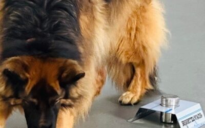 The Mystery of the “Wrong Alert”- Some Reasons Why Dogs Show False Indications