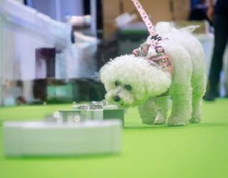 Scent Work Training – Building Connections with Your Dog