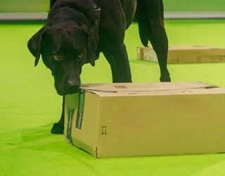 A Wonderful Day Sharing Scentwork at Crufts 2026