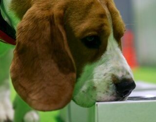 A Key Benefit of Working Your Dog’s Nose