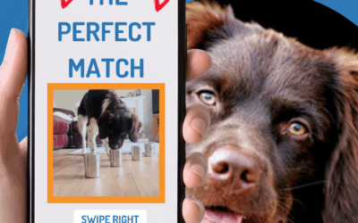 Your Dog will Love Scent Work