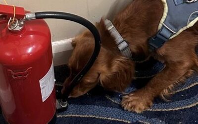 Interiors in Scentwork – Thermal Layers, What is Your Dog Really Working Through?